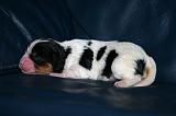 CAVALIER KING CHARLES 783
